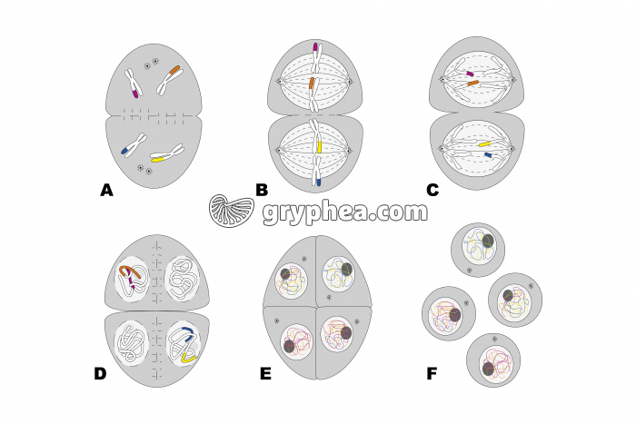Méiose partie 2 - schémas à compléter - gryphea.com